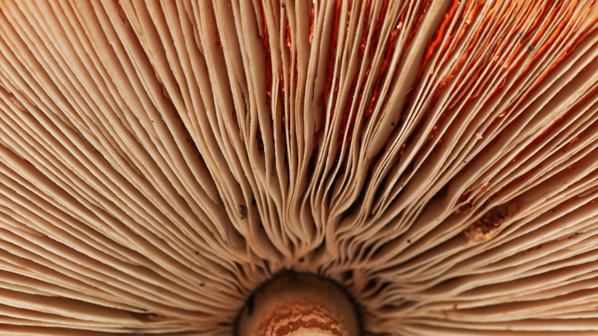 Mushrooms for Health and Longevity