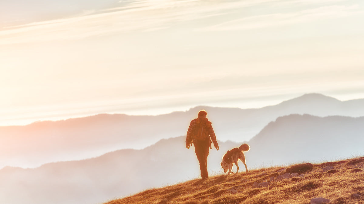 the benefits of pets for human health featured image