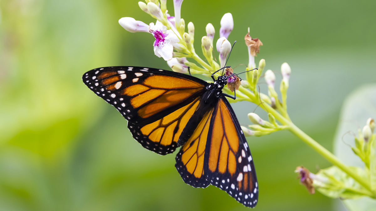 track preserve nature with your phone featured image