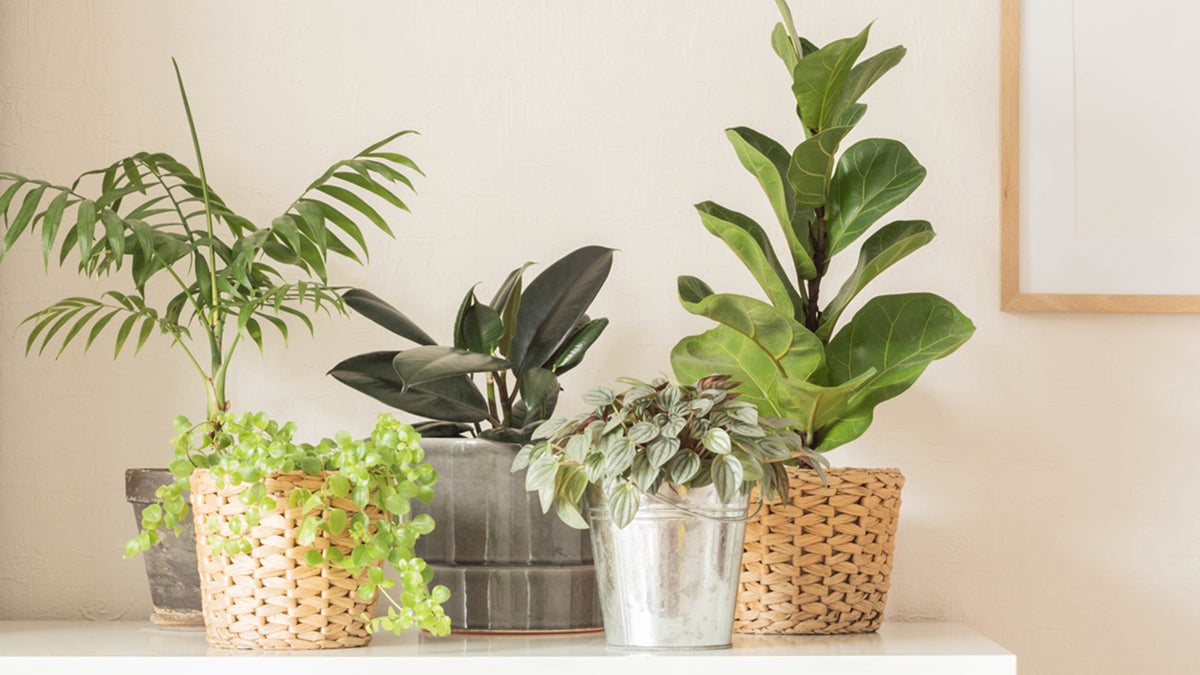 high tech ways to grow healthy with plants featured image