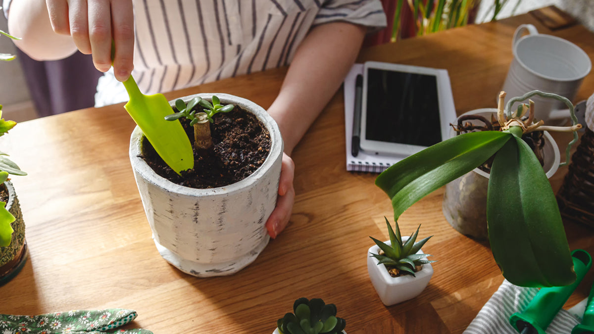 keep houseplants thriving with a virtual plant doctor featured image